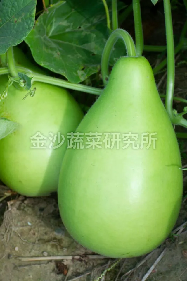 黄瓜/棱丝瓜/蒲瓜 : 金沙蔬菜研究所